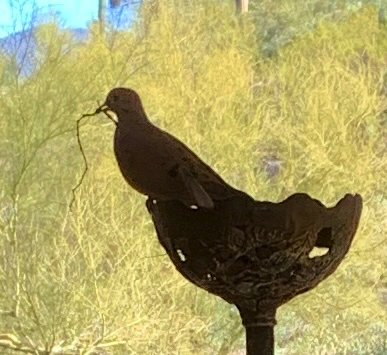 Mar 1 - Every year for at least a decade this "oil lamp holder" has been home to 2-3 dove families with two babies fledging each time.